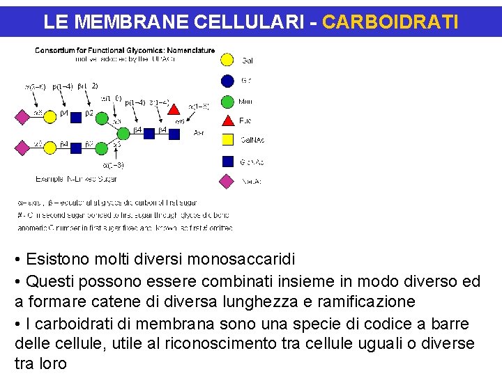 LE MEMBRANE CELLULARI - CARBOIDRATI • Esistono molti diversi monosaccaridi • Questi possono essere