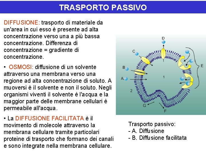 TRASPORTO PASSIVO DIFFUSIONE: trasporto di materiale da un'area in cui esso è presente ad