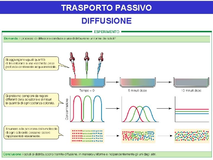 TRASPORTO PASSIVO DIFFUSIONE 