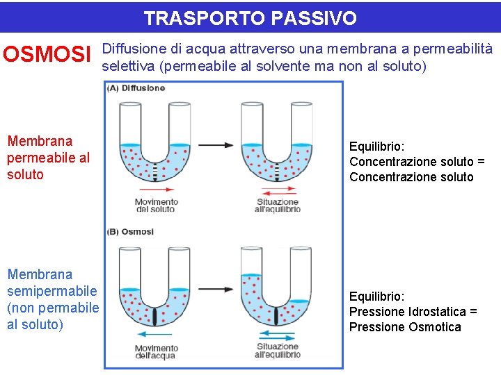 TRASPORTO PASSIVO OSMOSI Diffusione di acqua attraverso una membrana a permeabilità selettiva (permeabile al