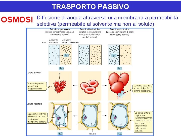 TRASPORTO PASSIVO OSMOSI Diffusione di acqua attraverso una membrana a permeabilità selettiva (permeabile al