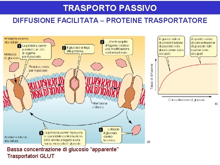 TRASPORTO PASSIVO DIFFUSIONE FACILITATA – PROTEINE TRASPORTATORE Bassa concentrazione di glucosio “apparente” Trasportatori GLUT