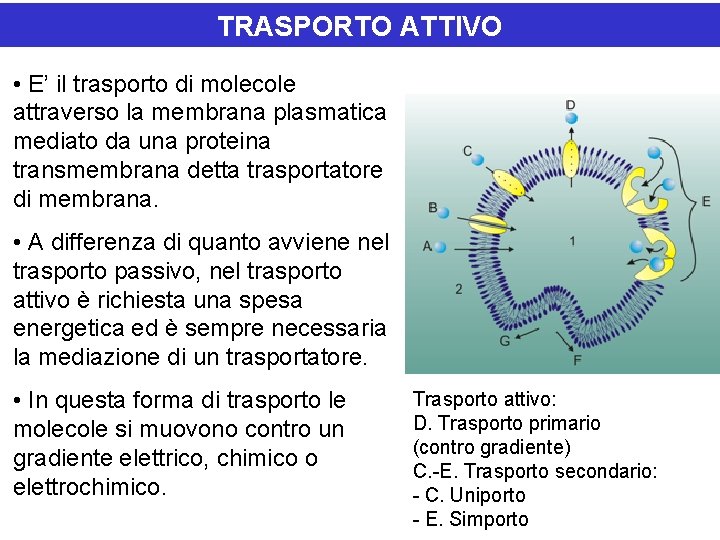 TRASPORTO ATTIVO • E’ il trasporto di molecole attraverso la membrana plasmatica mediato da