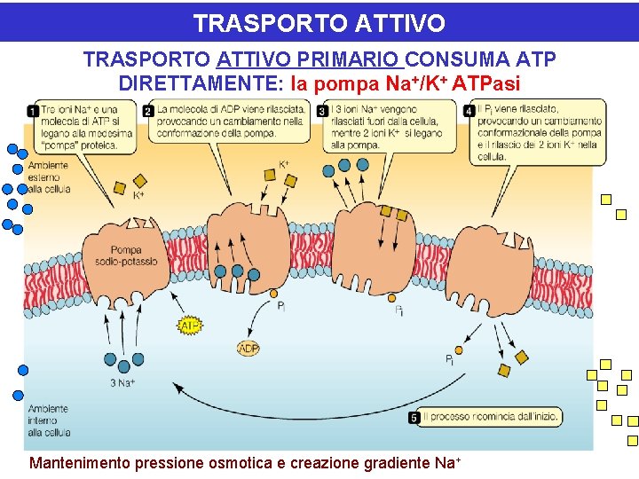 TRASPORTO ATTIVO PRIMARIO CONSUMA ATP DIRETTAMENTE: la pompa Na+/K+ ATPasi Mantenimento pressione osmotica e