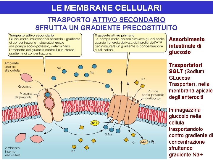 LE MEMBRANE CELLULARI TRASPORTO ATTIVO SECONDARIO SFRUTTA UN GRADIENTE PRECOSTITUITO Assorbimento intestinale di glucosio