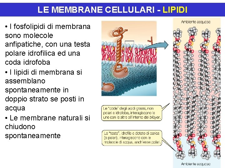 LE MEMBRANE CELLULARI - LIPIDI • I fosfolipidi di membrana sono molecole anfipatiche, con