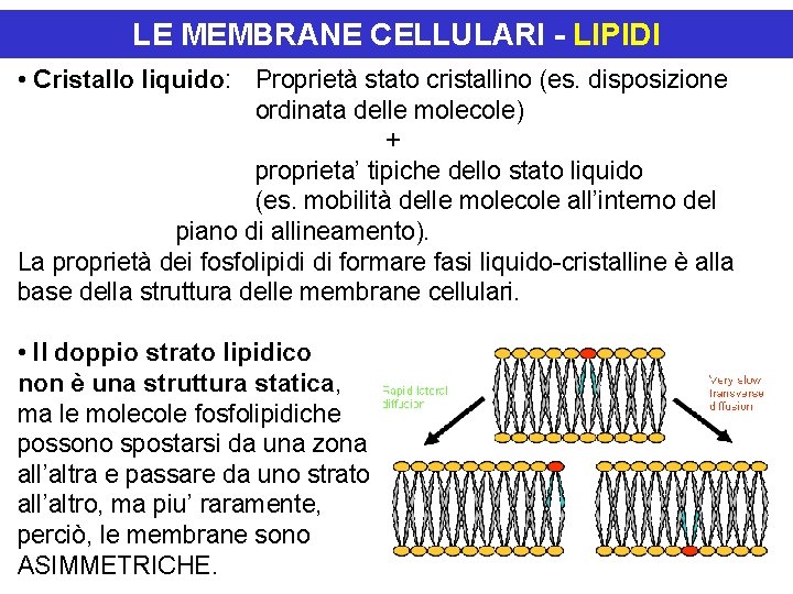 LE MEMBRANE CELLULARI - LIPIDI • Cristallo liquido: Proprietà stato cristallino (es. disposizione ordinata