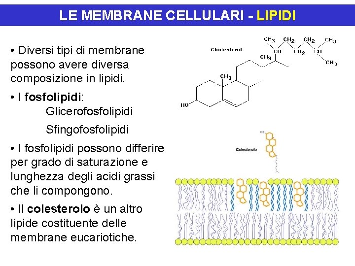 LE MEMBRANE CELLULARI - LIPIDI • Diversi tipi di membrane possono avere diversa composizione