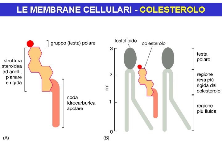 LE MEMBRANE CELLULARI - COLESTEROLO 