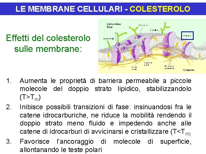 LE MEMBRANE CELLULARI - COLESTEROLO Effetti del colesterolo sulle membrane: 1. 2. 3. Aumenta