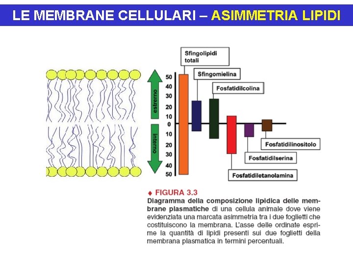 LE MEMBRANE CELLULARI – ASIMMETRIA LIPIDI 