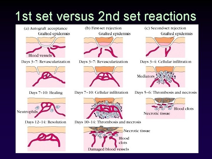 1 st set versus 2 nd set reactions 