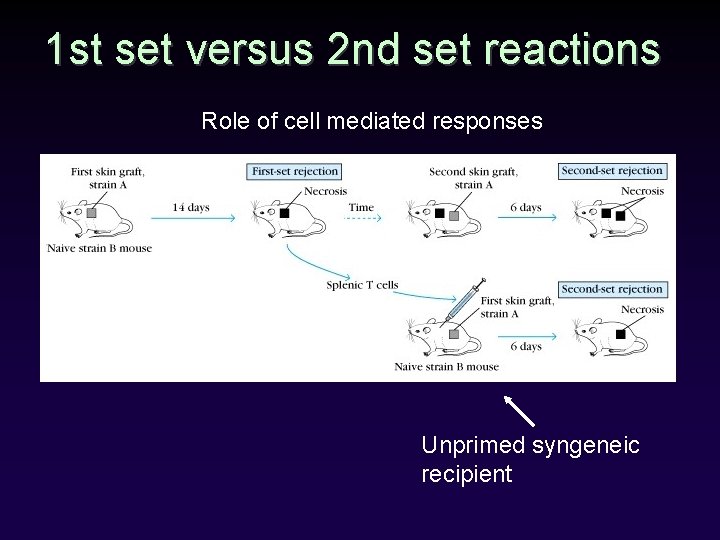 1 st set versus 2 nd set reactions Role of cell mediated responses Unprimed