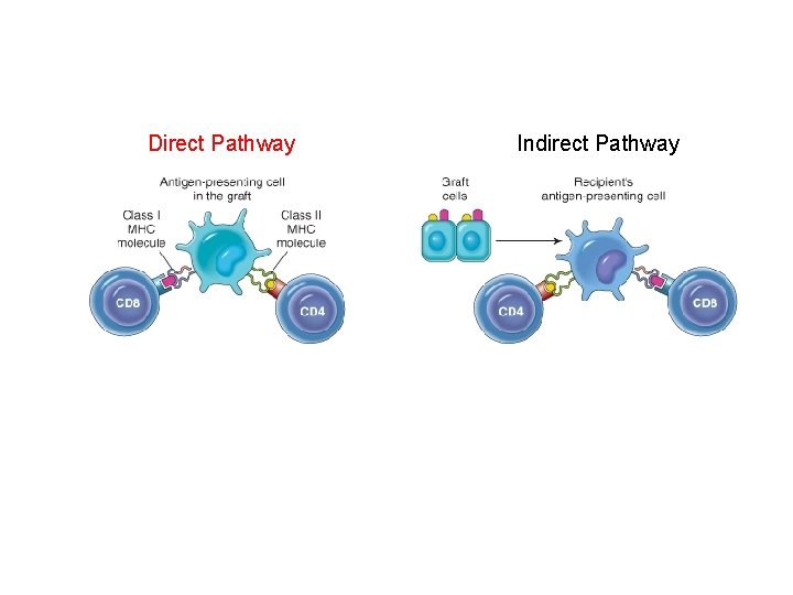 Direct Pathway Indirect Pathway 