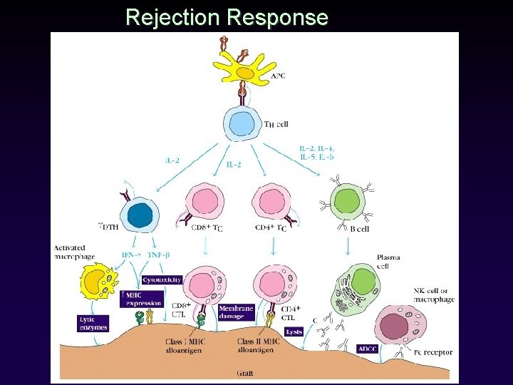 Rejection Response 