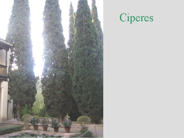 Ciperes 