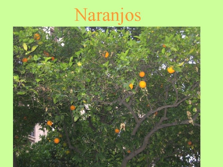 Naranjos 