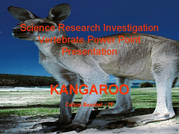 Science Research Investigation Vertebrate Power Point Presentation KANGAROO Callum Beashel – 7 F 