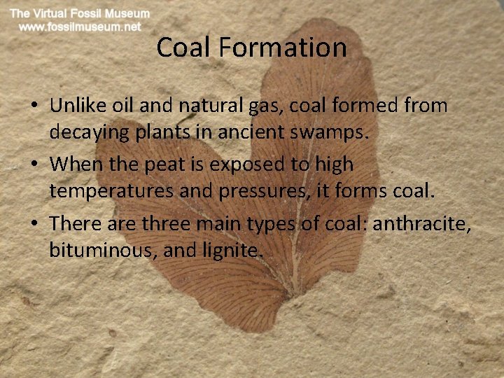 Coal Formation • Unlike oil and natural gas, coal formed from decaying plants in