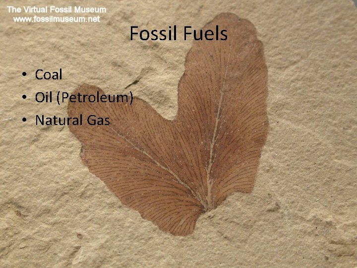 Fossil Fuels • Coal • Oil (Petroleum) • Natural Gas 