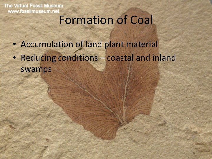 Formation of Coal • Accumulation of land plant material • Reducing conditions – coastal