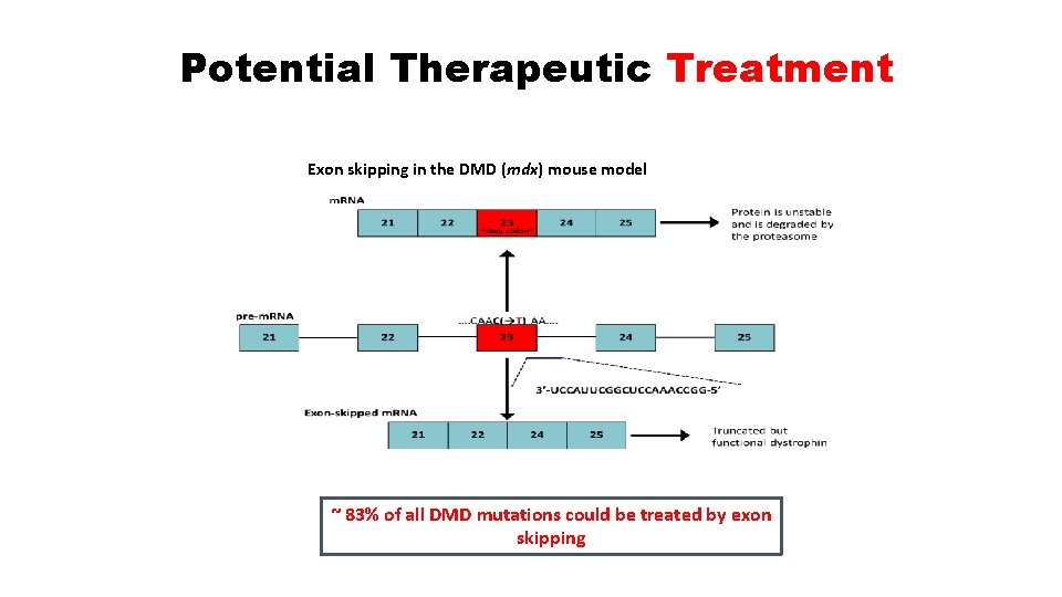 Potential Therapeutic Treatment Exon skipping in the DMD (mdx) mouse model ~ 83% of