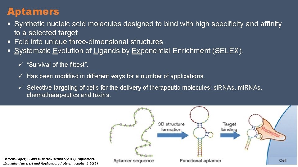 Aptamers § Synthetic nucleic acid molecules designed to bind with high specificity and affinity