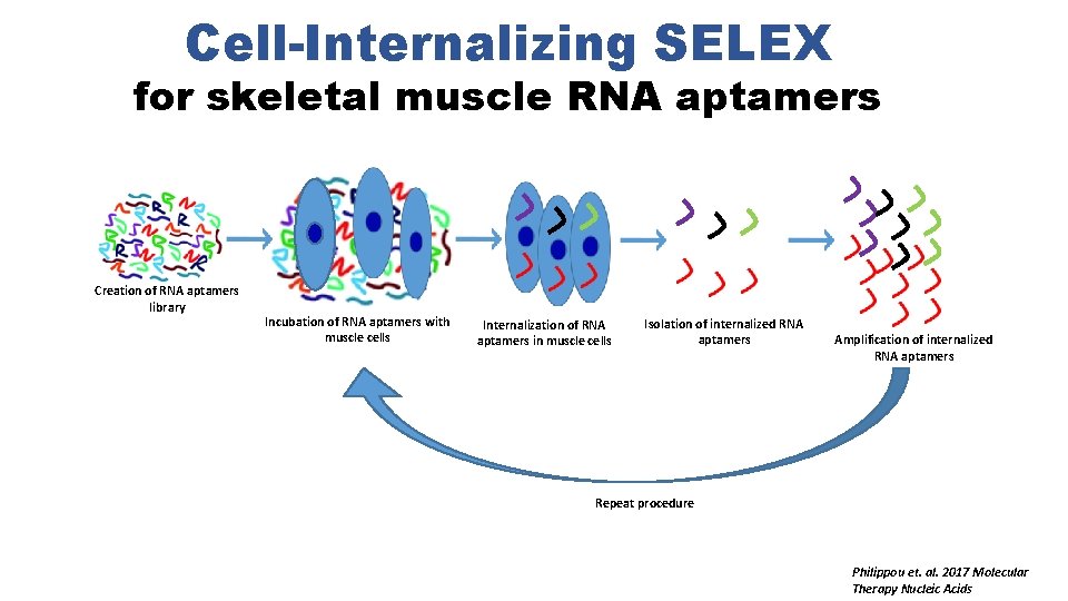 Cell-Internalizing SELEX for skeletal muscle RNA aptamers Creation of RNA aptamers library Incubation of