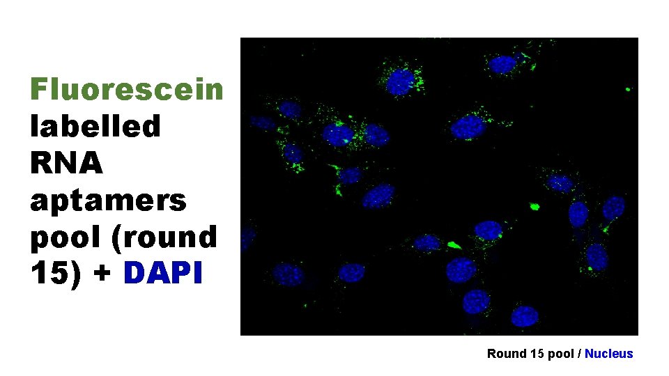 Fluorescein labelled RNA aptamers pool (round 15) + DAPI Round 15 pool / Nucleus