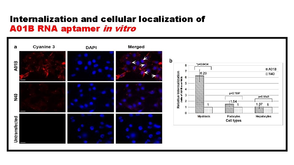 Internalization and cellular localization of A 01 B RNA aptamer in vitro 
