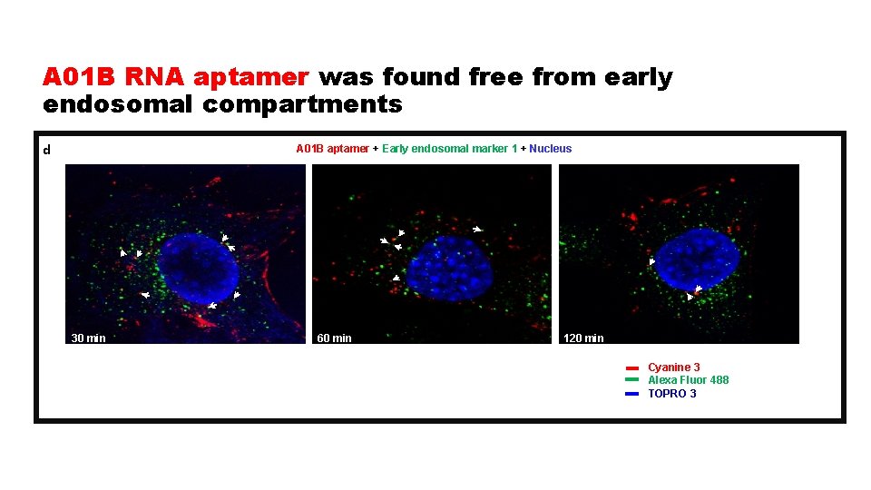 A 01 B RNA aptamer was found free from early endosomal compartments d A