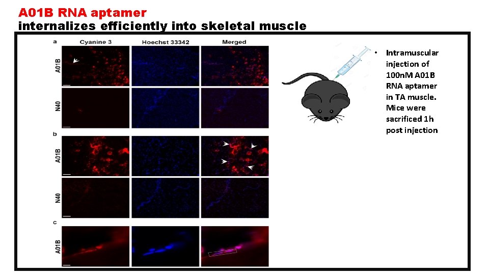 A 01 B RNA aptamer internalizes efficiently into skeletal muscle • Intramuscular injection of