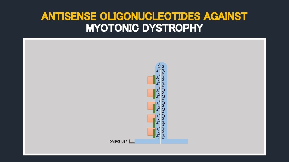 ANTISENSE OLIGONUCLEOTIDES AGAINST MYOTONIC DYSTROPHY DMPK 3’UTR U C G GC U U C