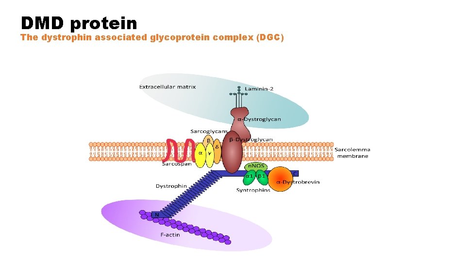 DMD protein The dystrophin associated glycoprotein complex (DGC) 