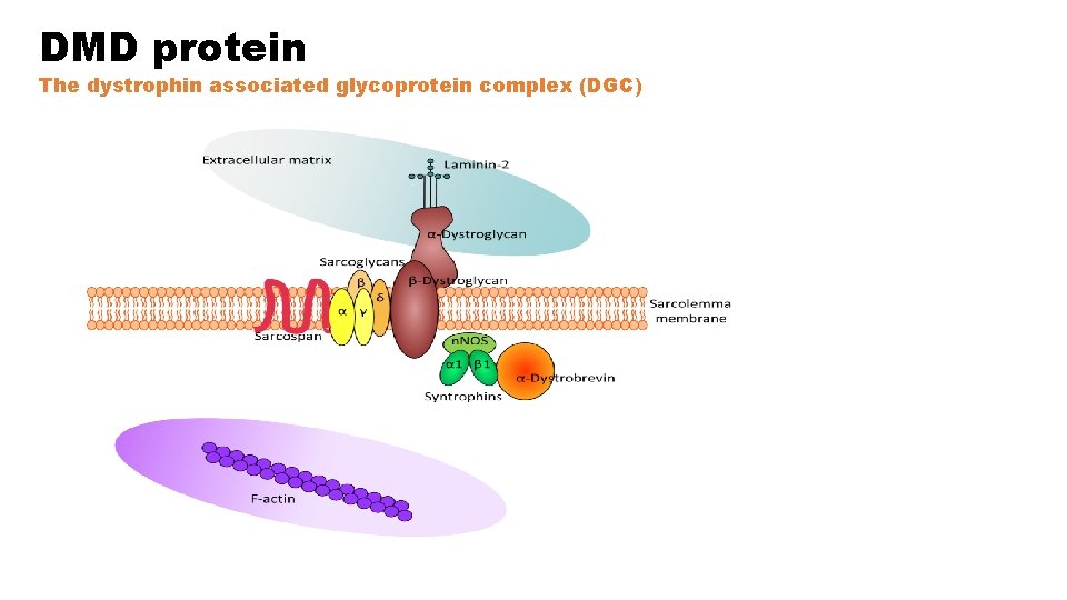 DMD protein The dystrophin associated glycoprotein complex (DGC) 