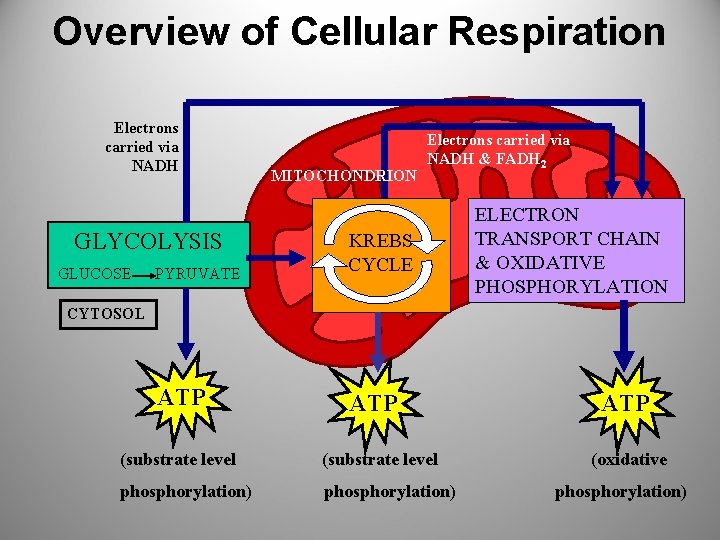 Overview of Cellular Respiration Electrons carried via NADH GLYCOLYSIS GLUCOSE MITOCHONDRION PYRUVATE KREBS CYCLE