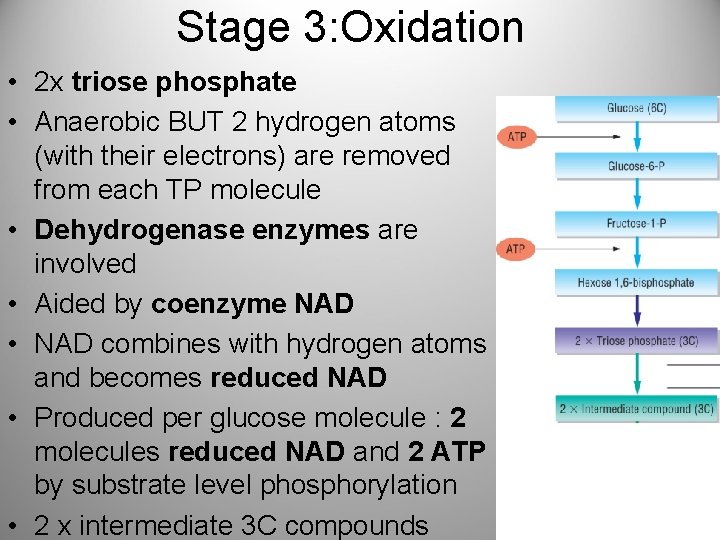 Stage 3: Oxidation • 2 x triose phosphate • Anaerobic BUT 2 hydrogen atoms