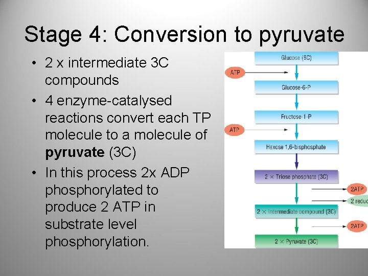 Stage 4: Conversion to pyruvate • 2 x intermediate 3 C compounds • 4