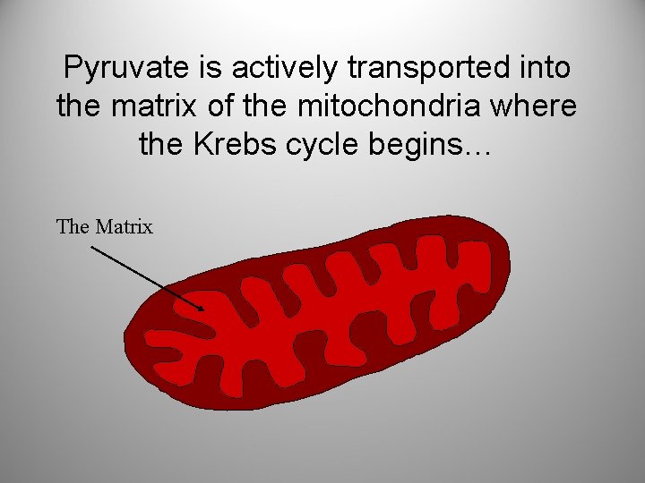 Pyruvate is actively transported into the matrix of the mitochondria where the Krebs cycle
