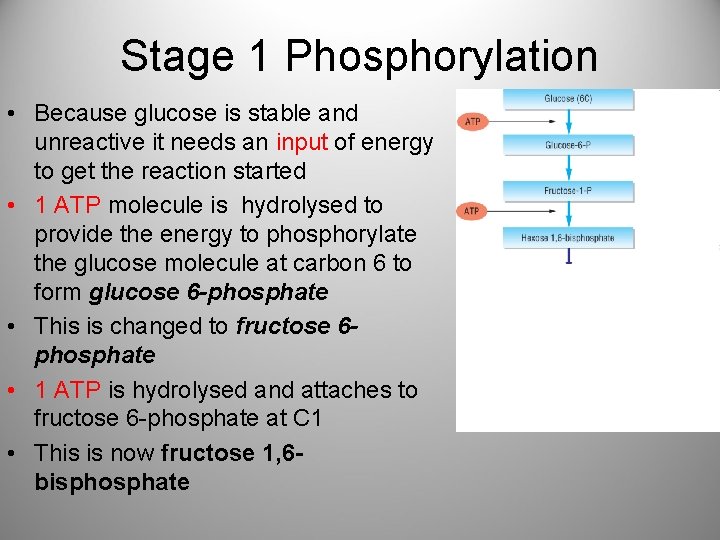 Stage 1 Phosphorylation • Because glucose is stable and unreactive it needs an input