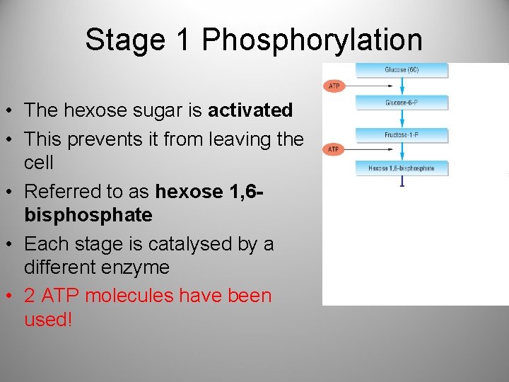 Stage 1 Phosphorylation • The hexose sugar is activated • This prevents it from