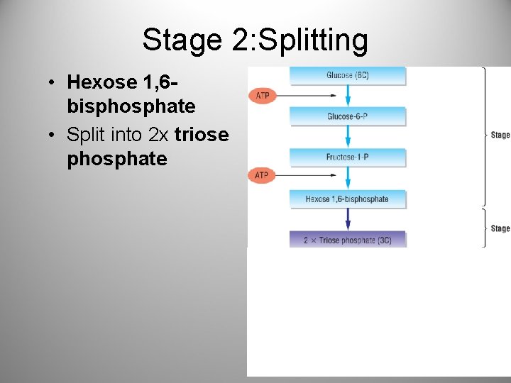 Stage 2: Splitting • Hexose 1, 6 bisphosphate • Split into 2 x triose