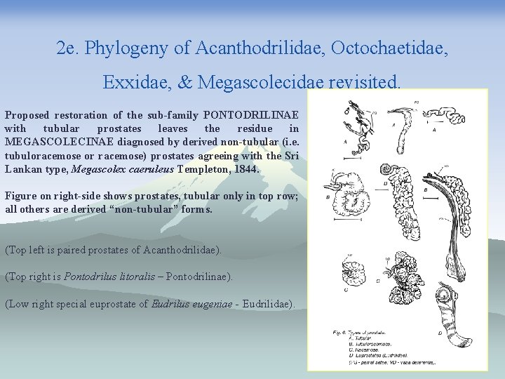 Summary of IOTM 3 International Oligochaeta Taxonomy Meeting