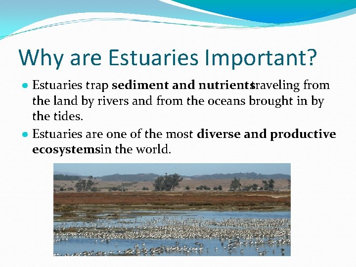 Why are Estuaries Important? ● Estuaries trap sediment and nutrientstraveling from the land by Why are Estuaries Important? ● Estuaries trap sediment and nutrientstraveling from the land by