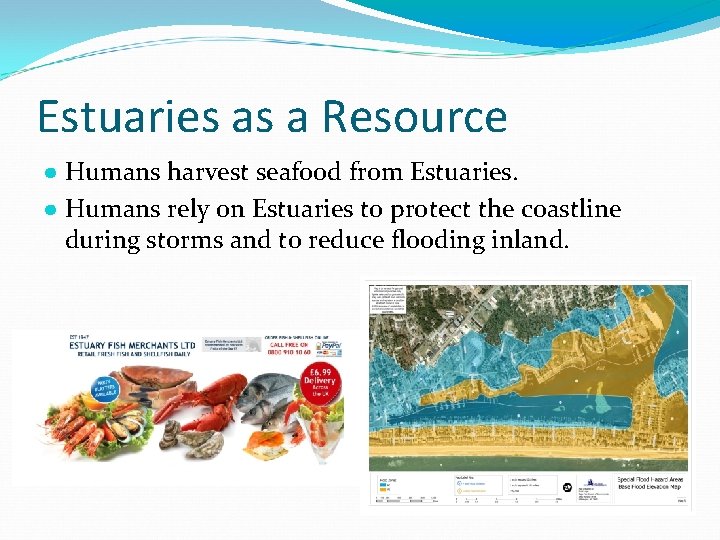Estuaries as a Resource ● Humans harvest seafood from Estuaries. ● Humans rely on Estuaries as a Resource ● Humans harvest seafood from Estuaries. ● Humans rely on