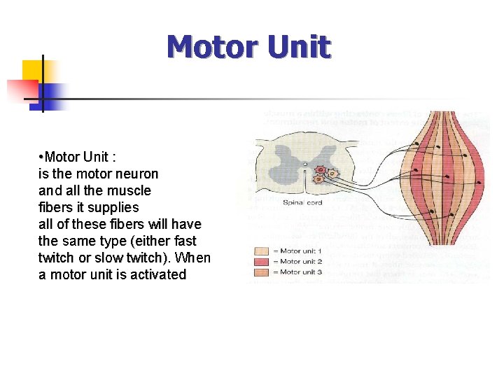 Motor Unit • Motor Unit : is the motor neuron and all the muscle