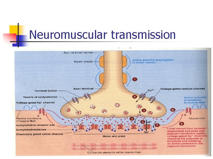 Neuromuscular transmission 