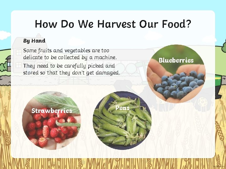 How Do We Harvest Our Food? By Hand Some fruits and vegetables are too