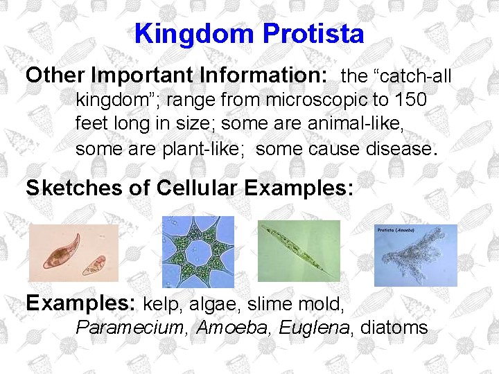 Kingdom Protista Other Important Information: the “catch-all kingdom”; range from microscopic to 150 feet