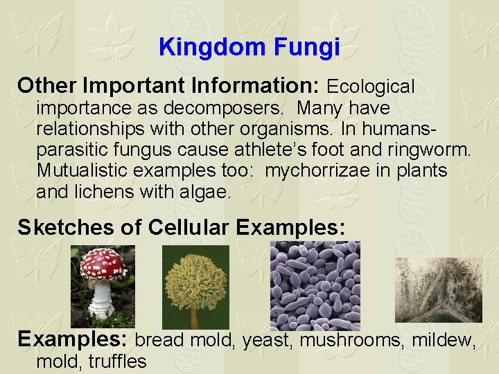 Kingdom Fungi Other Important Information: Ecological importance as decomposers. Many have relationships with other